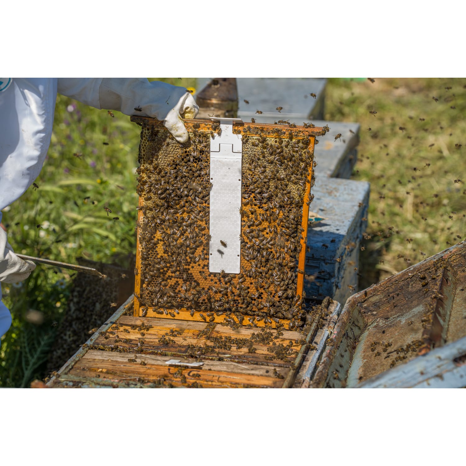 Calistrip Oxalsäurestreifen