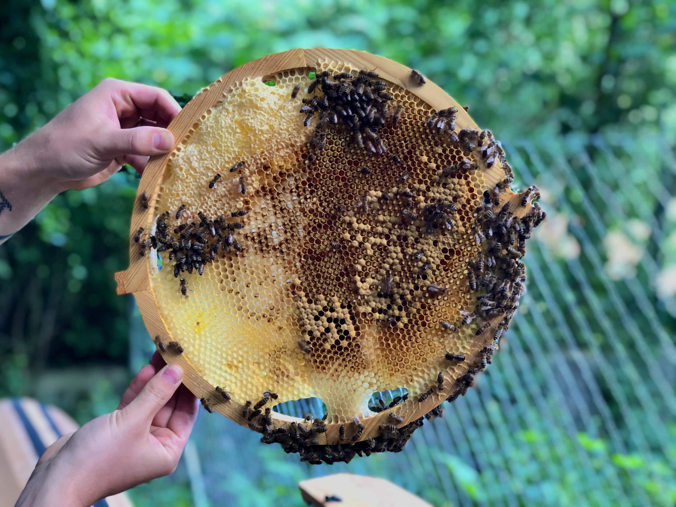 kozahive2 Rähmchen Trogbeute