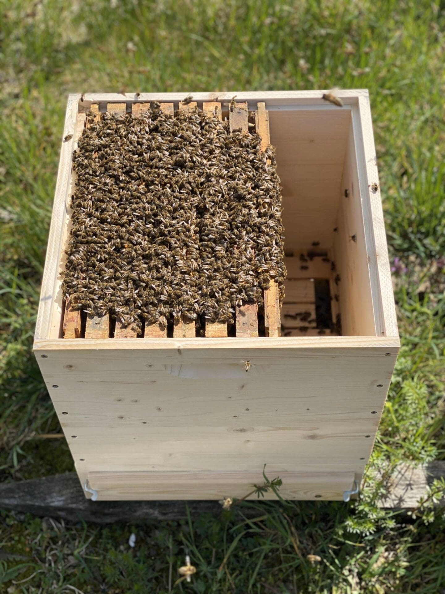 Bienenvolk Imkerei Seiringer