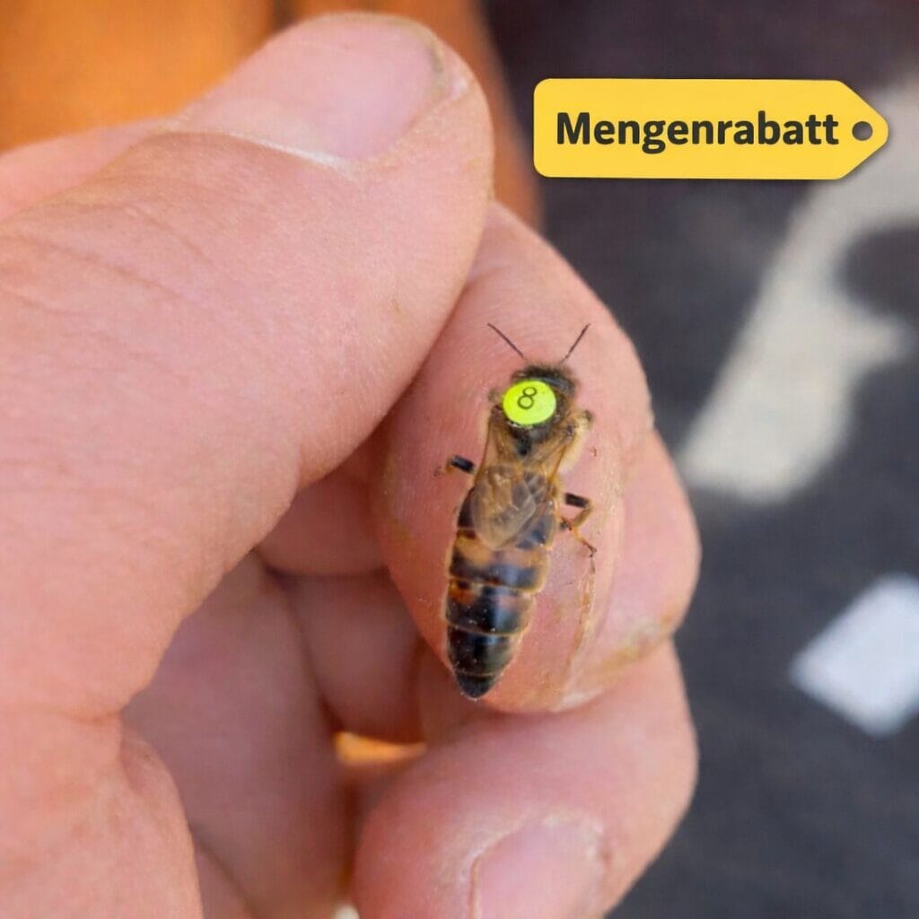 Carnica Reinzuchtkönigin Carnica Reinzuchtkönigin