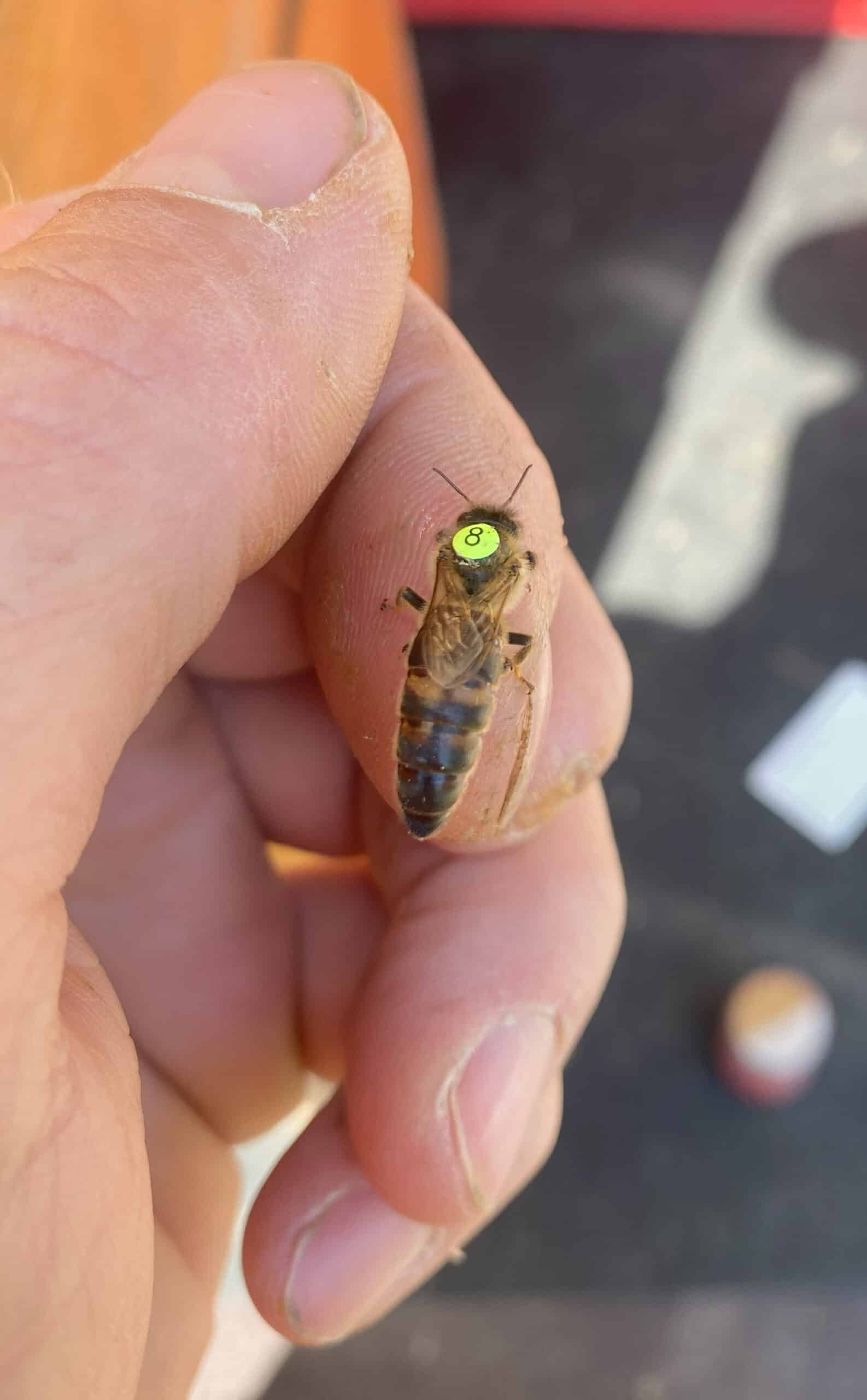 Carnica Reinzuchtkönigin 2023